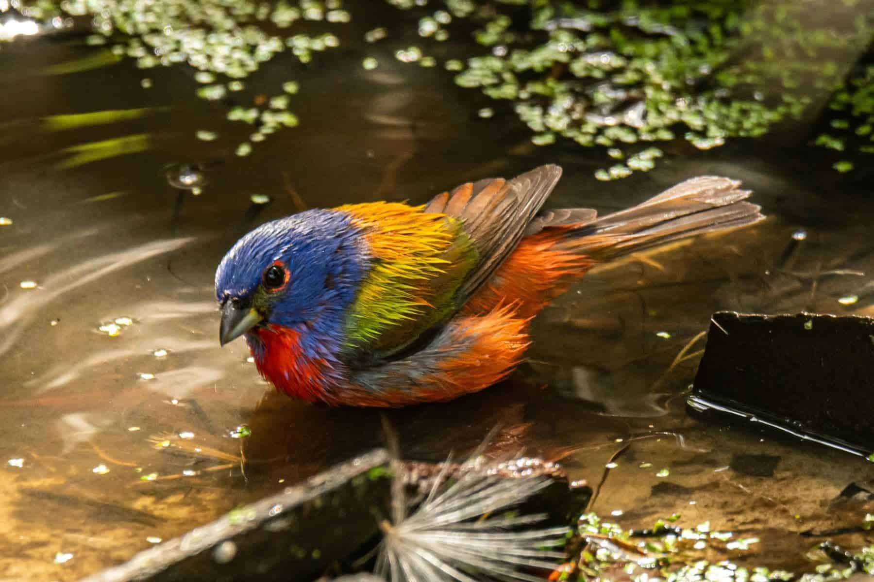 the-lodge-at-little-st-simons-island-georgia-bird