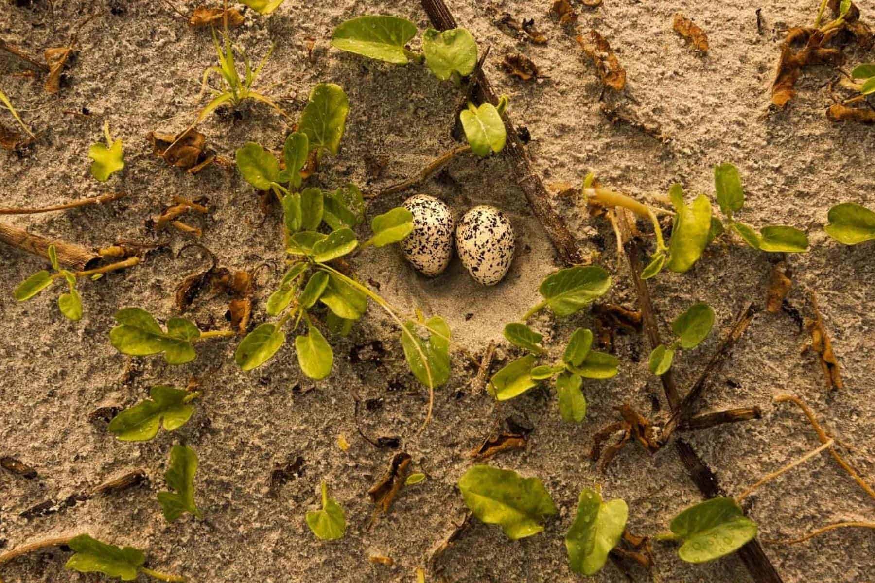the-lodge-at-little-st-simons-island-georgia-eggs