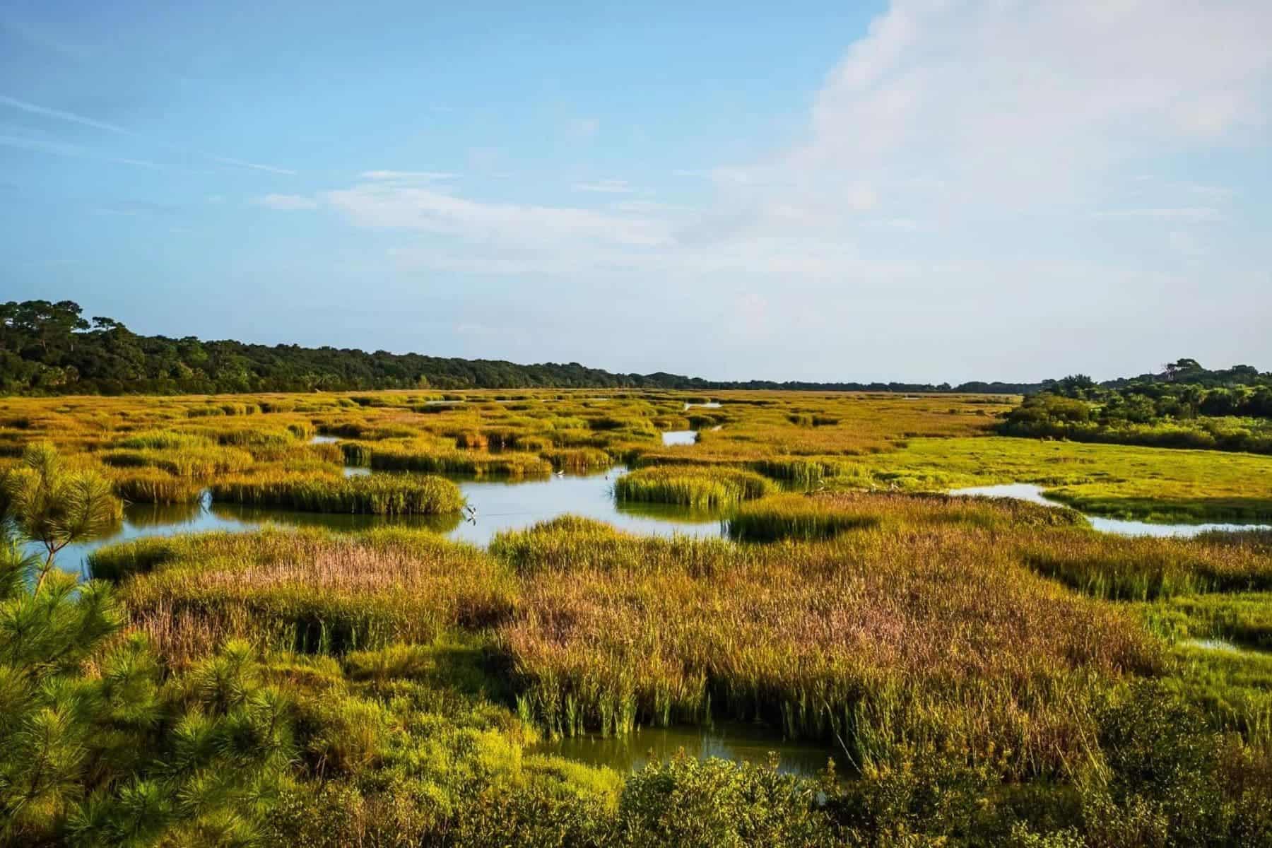 the-lodge-at-little-st-simons-island-georgia-grass