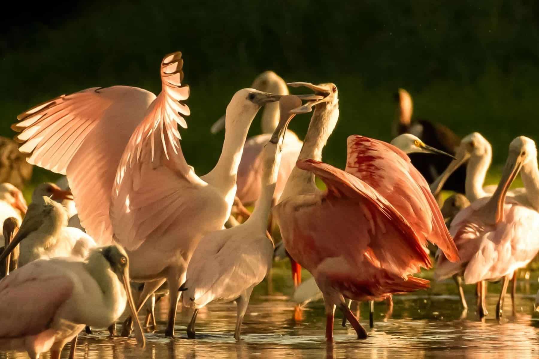 the-lodge-at-little-st-simons-island-georgia-pelicans