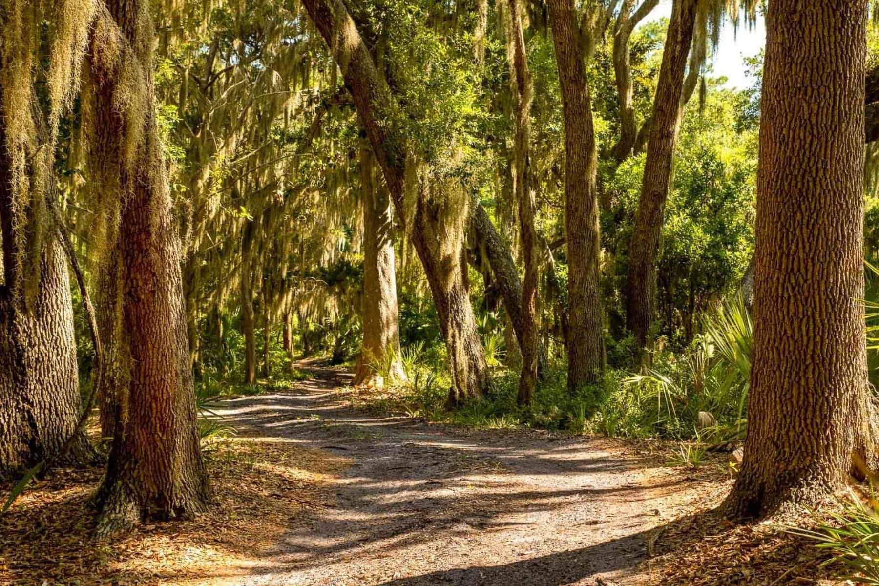the-lodge-at-little-st-simons-island-georgia-trees