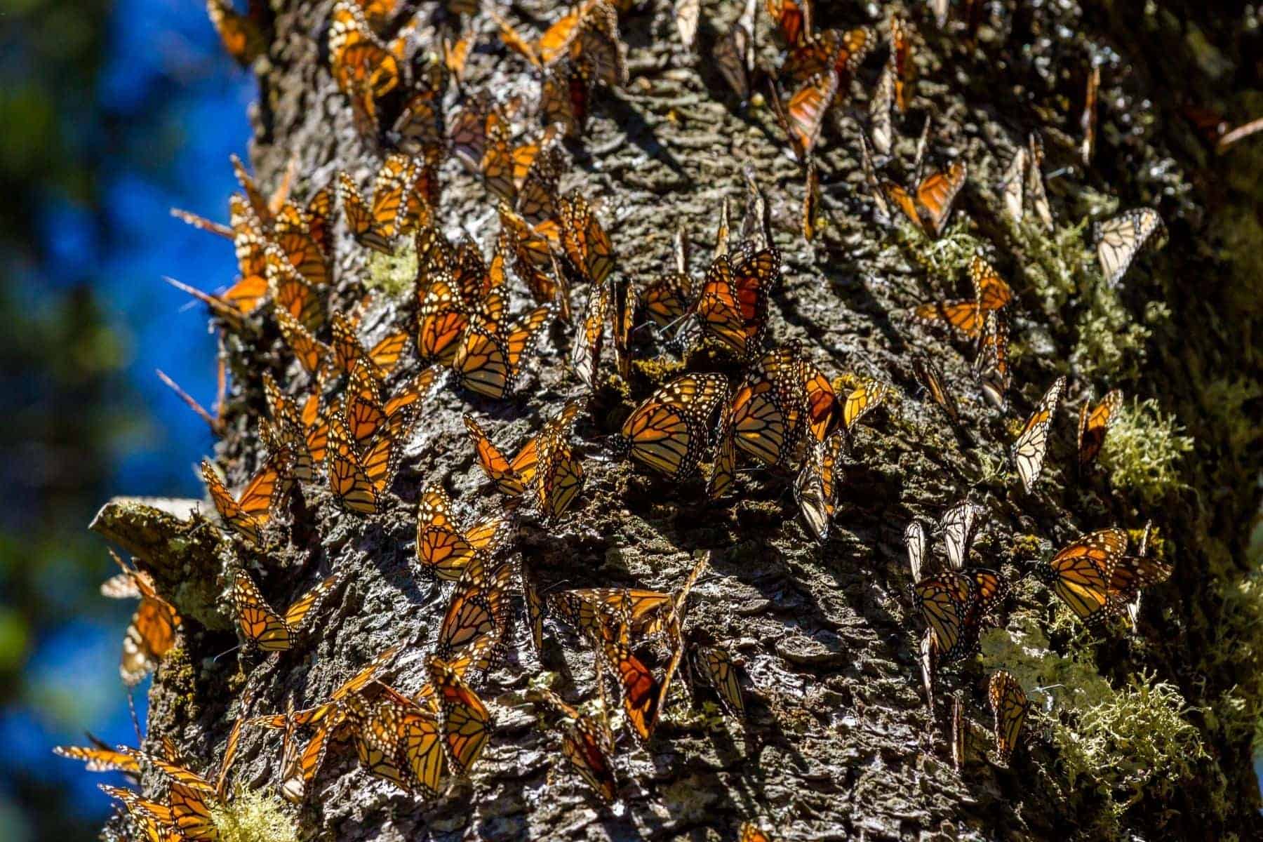 The Monarch Butterfly Migration Oyamel Fir Forest Mexico
