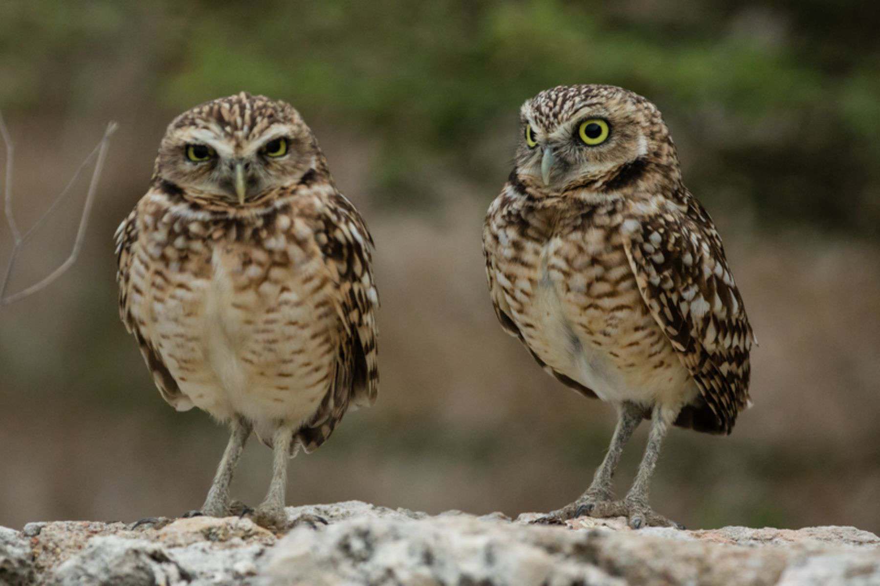 things-to-do-in-aruba-owl