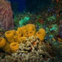 Take A Snorkeling Or Scuba Trip