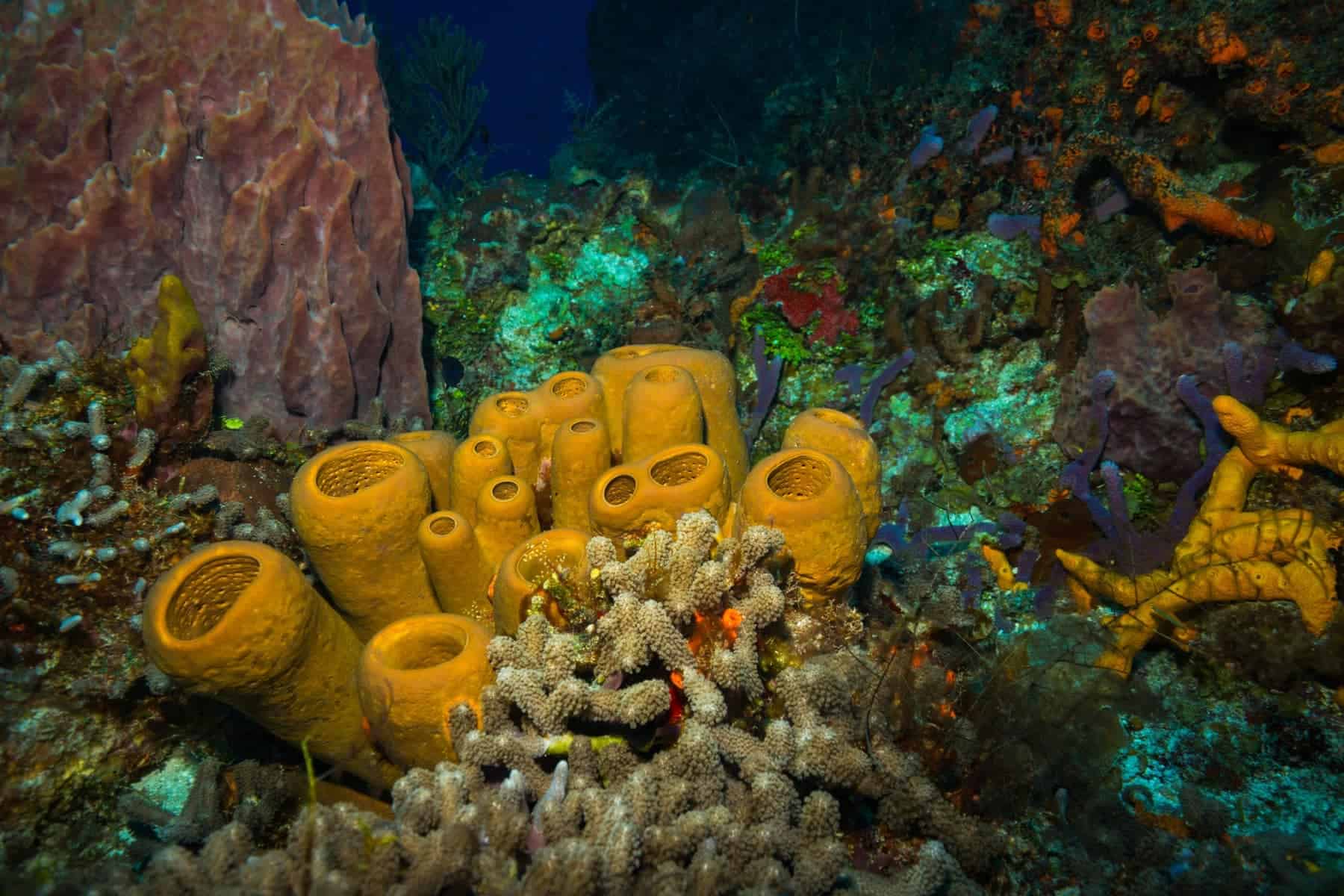 Take A Snorkeling Or Scuba Trip