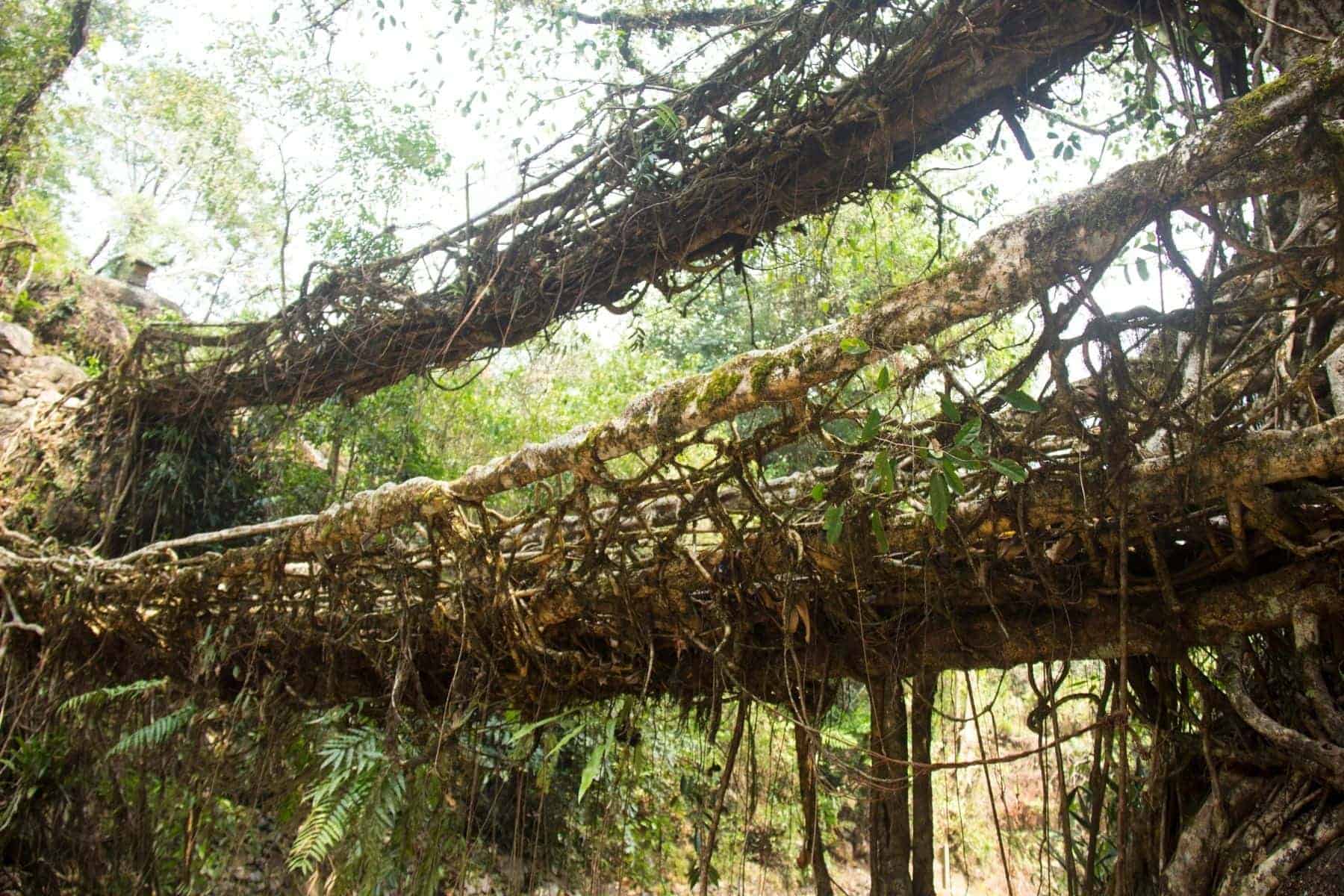 Umshiang Double Decker Root Bridge