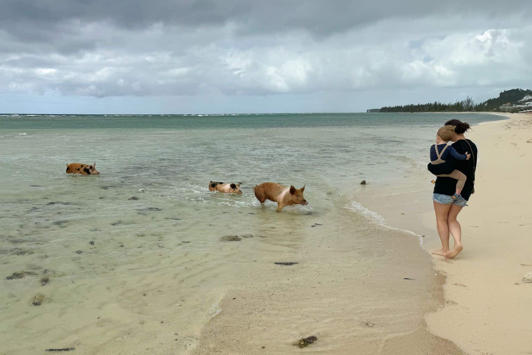 viva-fortuna-wyndham-beach-resort-advertorial-pigs