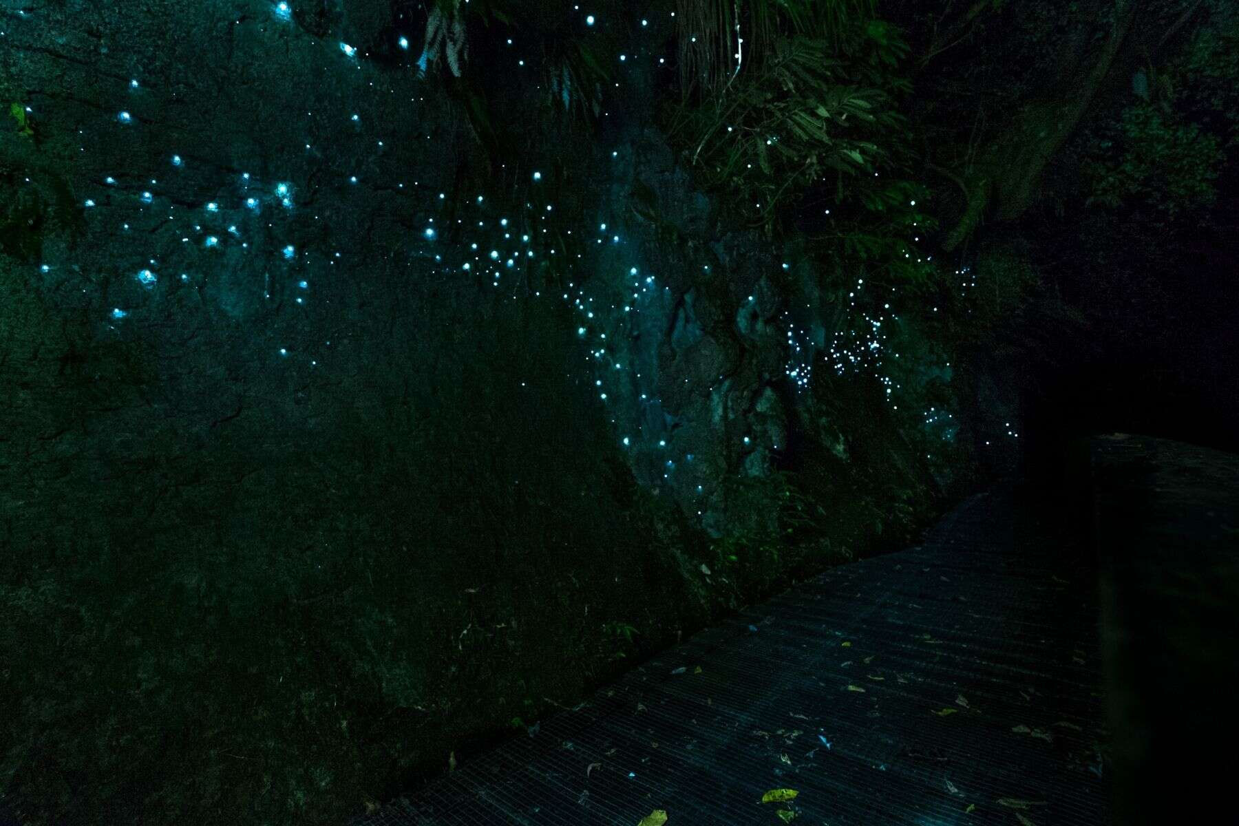 waitomo-glowworm-caves
