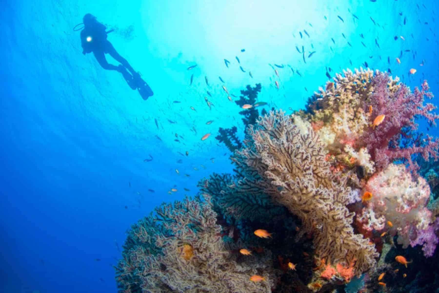 Yasawa Island Resort And Spa Scuba