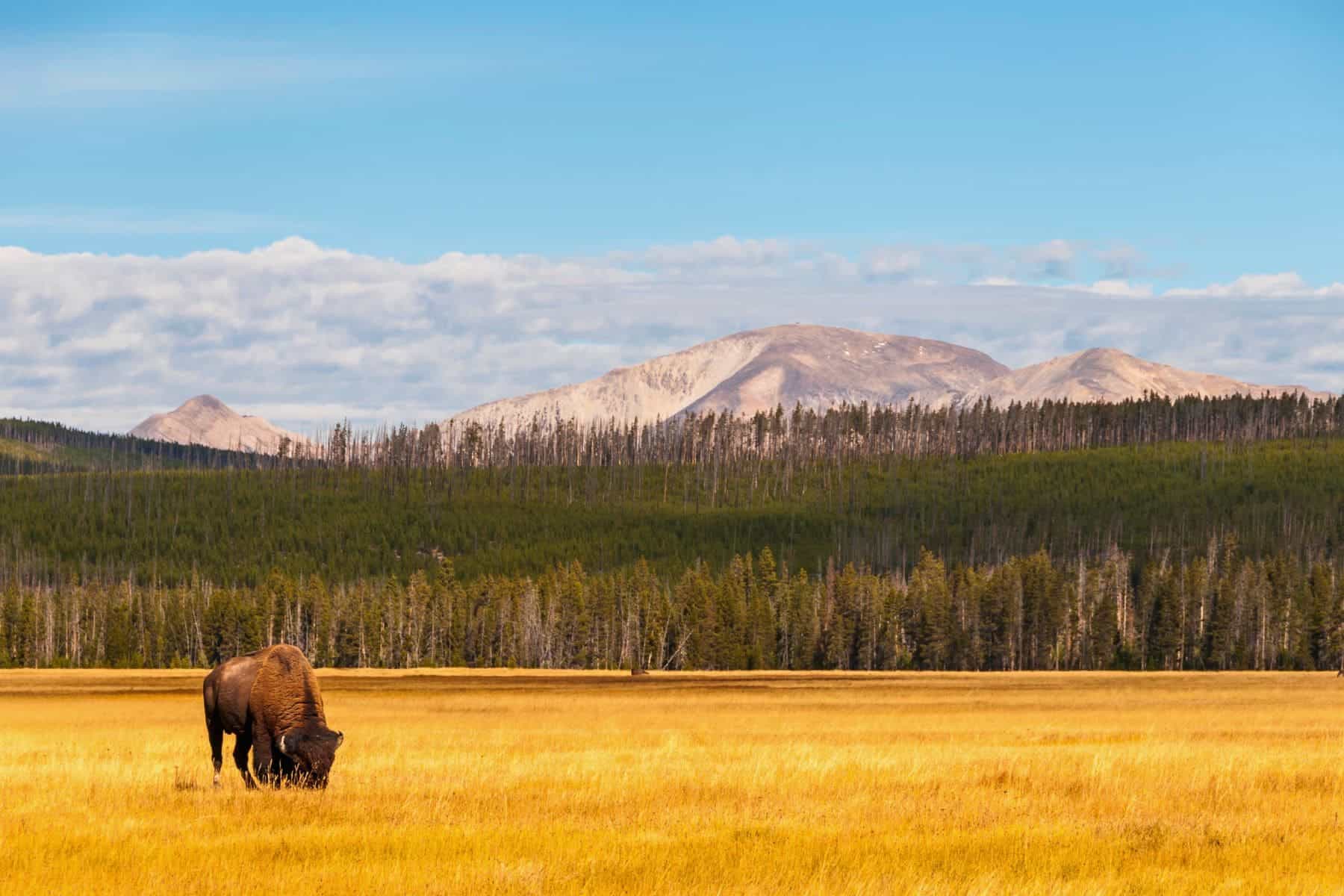 Yellowstone National Park