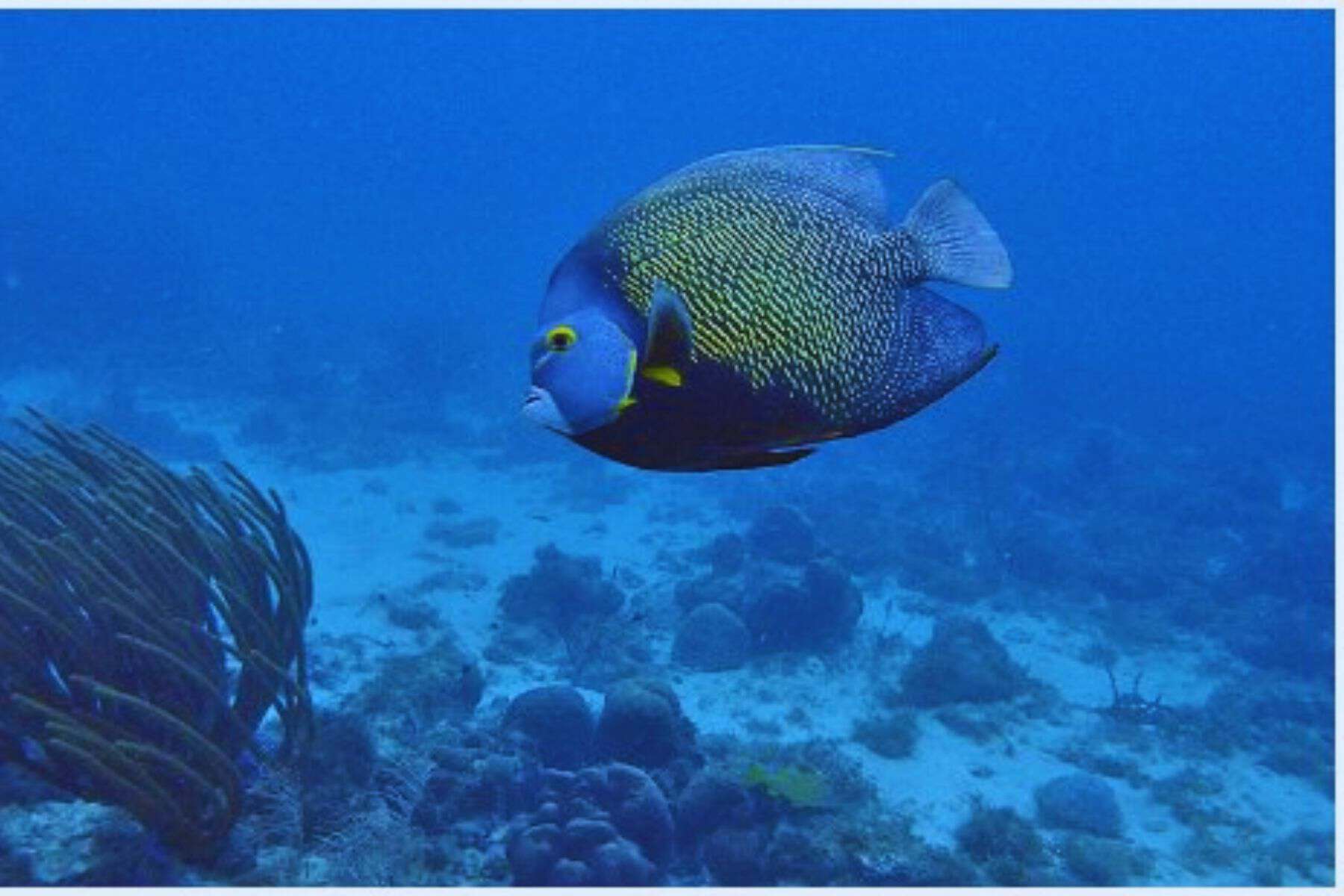 All Inclusive Adults Only Resorts In Aruba Pet Cemetery