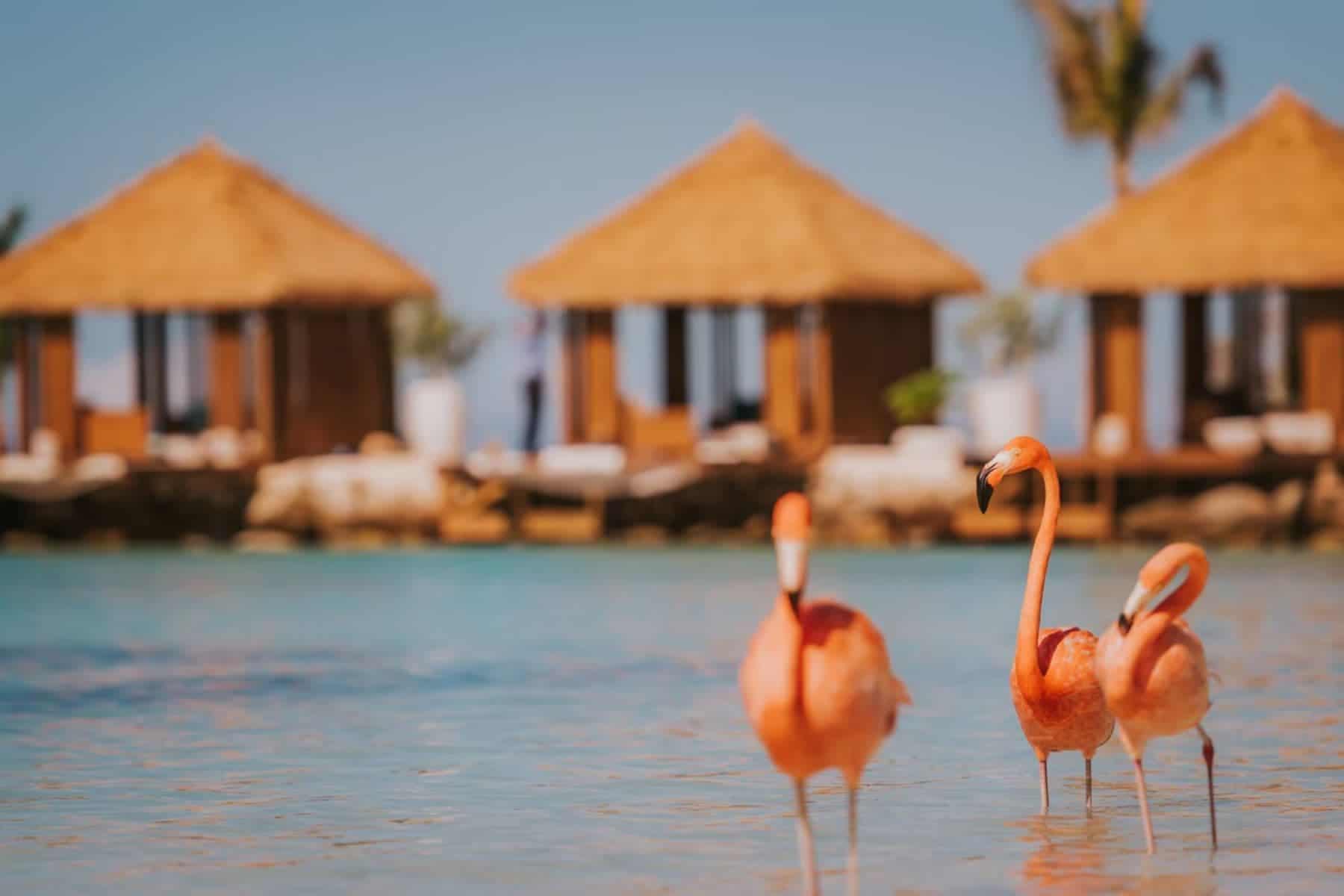 All Inclusive Adults Only Resorts In Aruba Renaissance Marina Flamingos