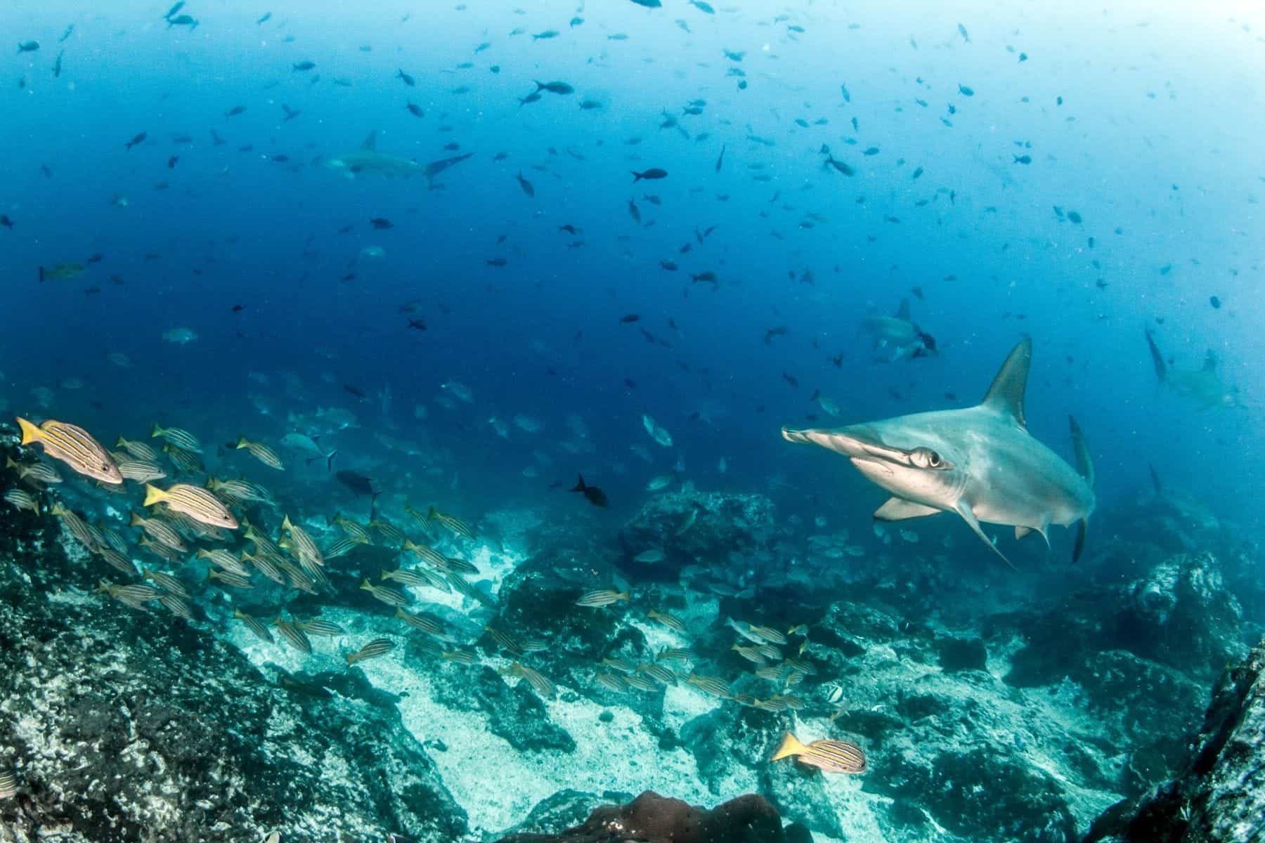 All Inclusive Adults Only Resorts In Costa Rica Cocos Island