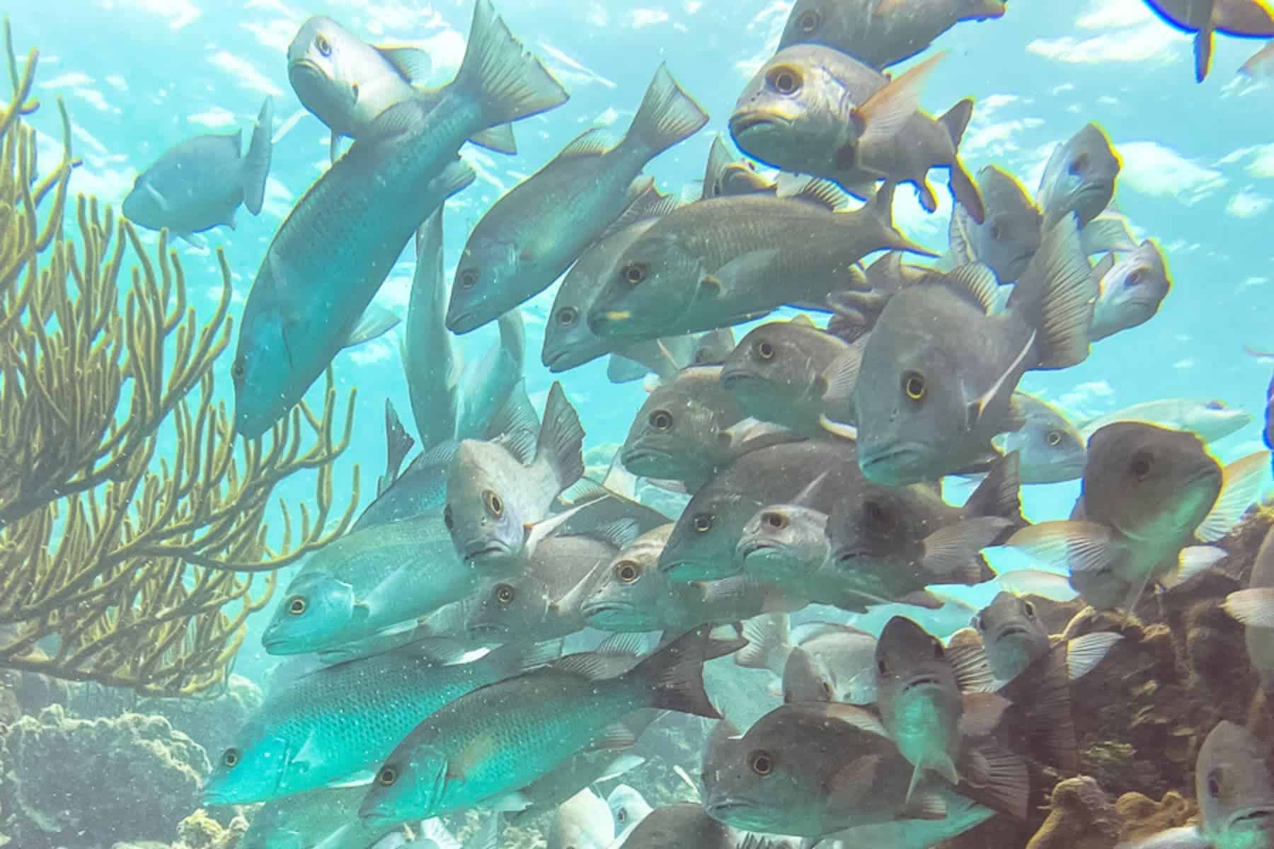 Cayo Espanto A Private Island Belize Fishes