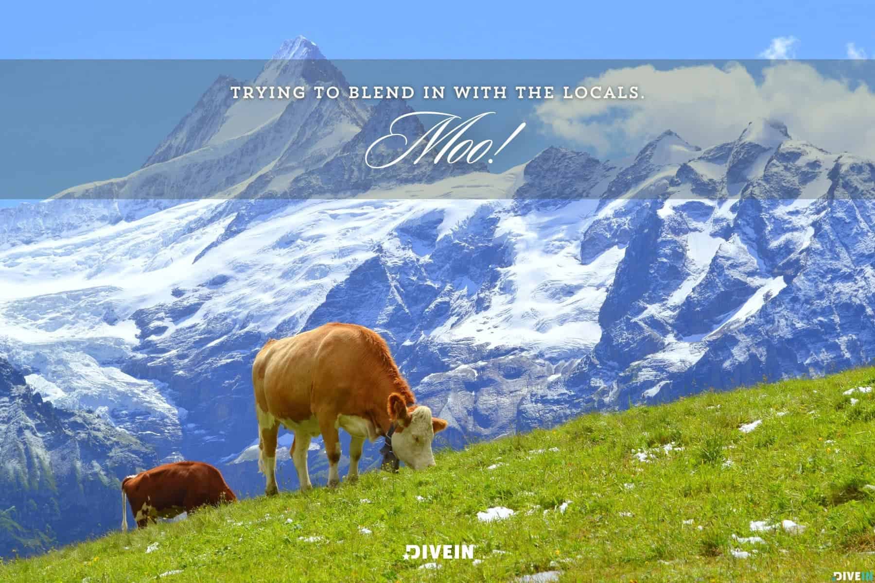 funny switzerland captions